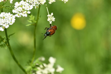 INSECTO