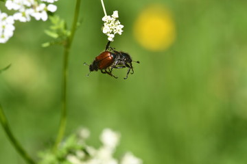 Naklejka premium INSECTO