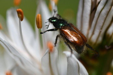 INSECTO