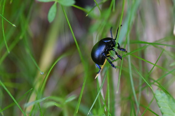 INSECTO