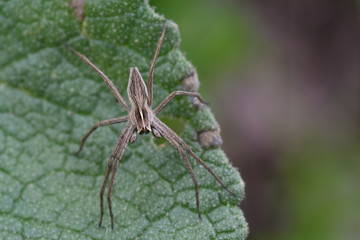 INSECTO