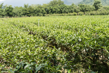 farm of tea tree