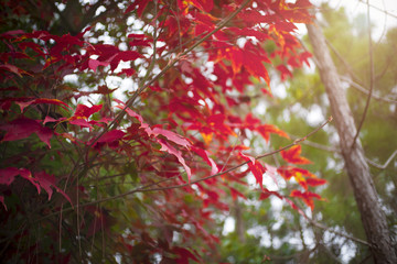 Beautiful red maple leaves. At Phu kradueng  Loei Thailand. subject is blurred and soft focus.