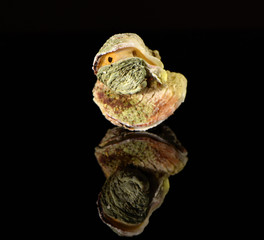 The molluscs from the Pacific