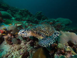 Naklejka na ściany i meble Hawksbill turtle on a coral reef