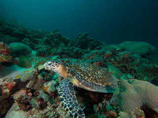 Naklejka na ściany i meble Hawksbill turtle on a coral reef