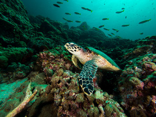 Hawksbill turtle on a coral reef with a diver silhuette behind