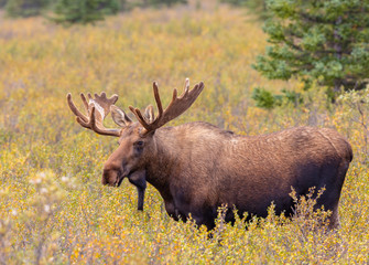 Alaska-Yukon Bull Moose in Velvet