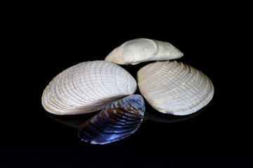 Bivalvia Mollusc shells from the Pacific