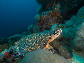 Hawksbill turtle  on a coral reef