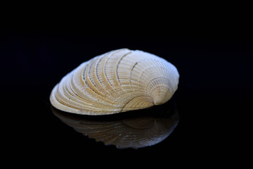 Bivalvia Mollusc shells from the Pacific