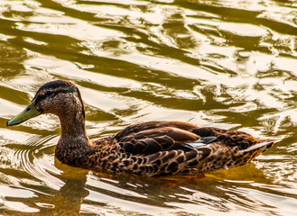 Mallard duck closeup