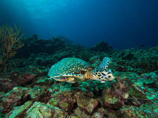 Hawksbill turtle on a coral reef with sun rays beaming down in the background