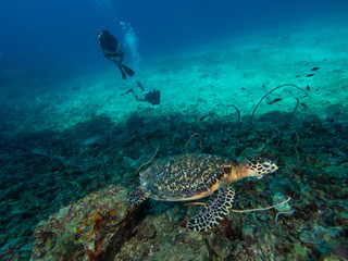 Fototapeta na wymiar Hawksbill turtle on a coral reef with divers watching in the background