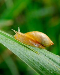 Small yellow baby snail on a leaf