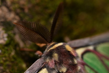 MARIPOSA