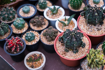 Many type of cactus in pot pattern