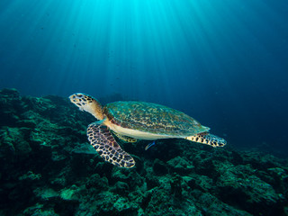 Fototapeta na wymiar Hawksbill turtle on a coral reef with sun rays beaming down in the background