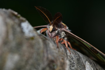 MARIPOSA