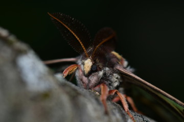 MARIPOSA