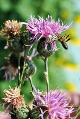 Pink and white camouflaged thomisus onustus (crab spider) capturing and holding a bee upside down on the bud of purple wild cornflower, soft green grass bokeh background