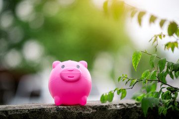 Piggy Bank Pink Piggy Bank In the natural area bright green in the morning, cute little pigs.