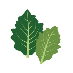 Nature organic vegetable Butterhead