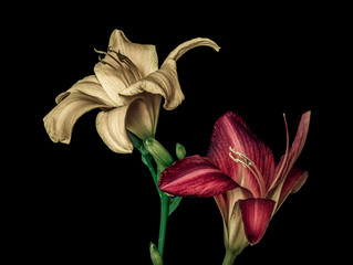 Fine art still life color macro portrait of a pair of isolated wide open purple and beige daylily...