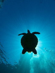 Obraz premium silhouette of a hawksbill turtle against the sun