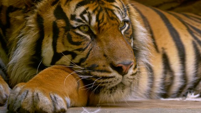 Sumatran tiger (Panthera tigris sondaica) relaxing