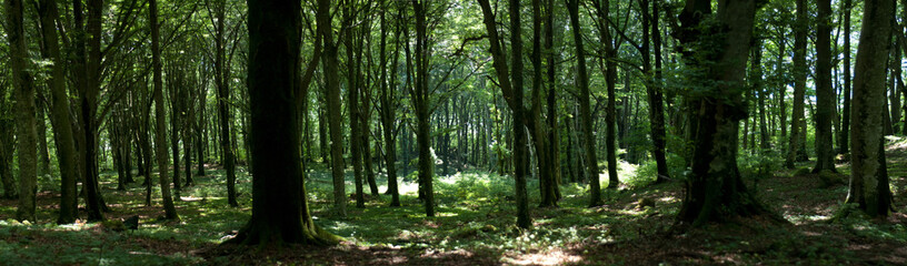 Panorama di un bosco verde