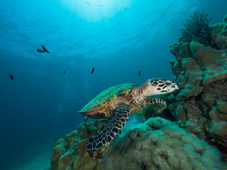 Fototapeta na wymiar Hawksbill turtle on a coral reef