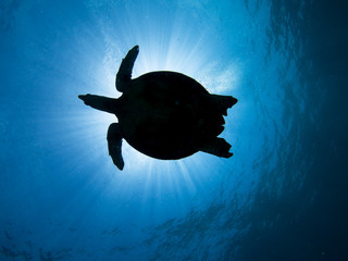 silhouette of a hawksbill turtle against the sun