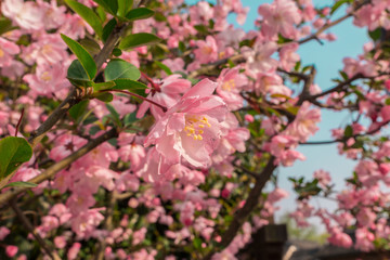 Colorful pink peach blossoms on sunny day against blue sky