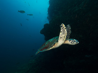 Hawksbill turtleswimming on a coral reef
