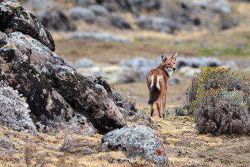 Naklejka premium loup d'Abyssinie