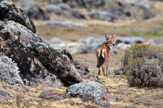 Fototapeta loup d'Abyssinie