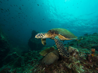 Obraz na płótnie Canvas Hawksbill turtle swimming over a coral reef