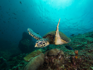 Naklejka na ściany i meble Hawksbill turtle swimming over a coral reef