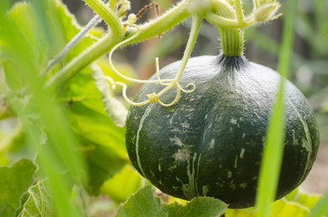 Potimarron d'Hokkaido