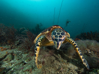 Hawksbill turtle close up
