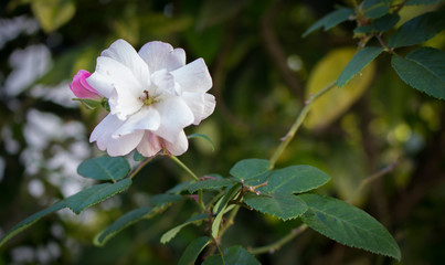 Flor do Quintal