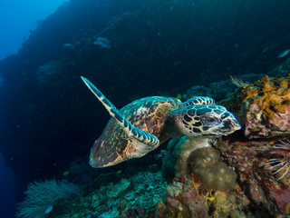 Obraz na płótnie Canvas Hawksbill turtle eating on a coral reef