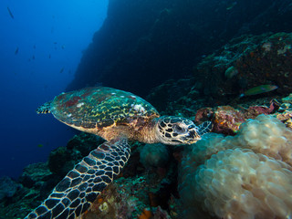 Hawksbill turtle on a coral reef