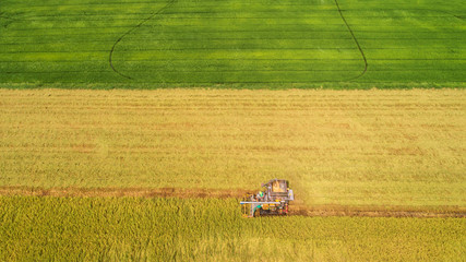 Fototapeta premium Combine harvester machine with rice farm.Aerial view and top view. Beautiful nature background.