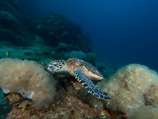 Fototapeta na wymiar Hawksbill turtle eating bubble coral on a coral reef