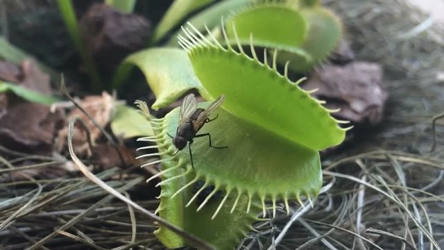 Venus Flytrap catching a fly	