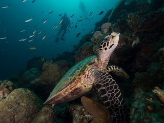 Hawksbill turtle on a coral reef with a diver silhuette in the background