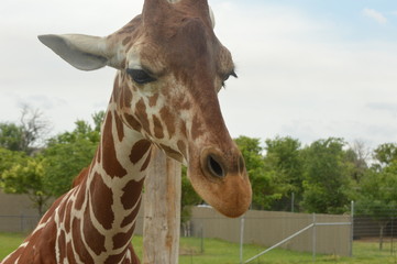 Tanganyika 0145