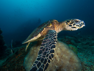 Fototapeta premium Hawksbill turtle above a bubble coral on a coral reef